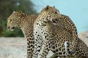 Wildlife Safari in Jaipur and Jawai | Leopard Sighting in Jhalana, Amagarh and Jawai Jungle Safari Rajasthan image