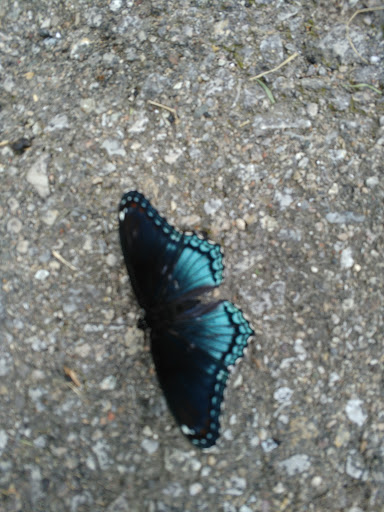 Discount Store «Dollar General», reviews and photos, 24280 State Line Rd, Lawrenceburg, IN 47025, USA