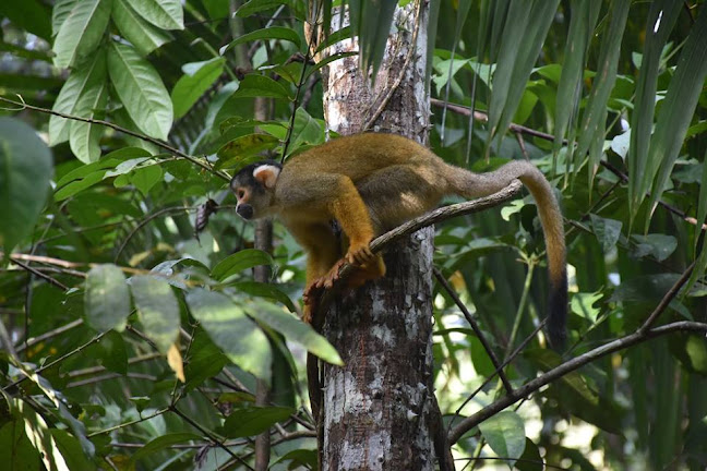 Avaliações sobre Amazon Brazil Jungle Tours em Manaus - Agência de viagens