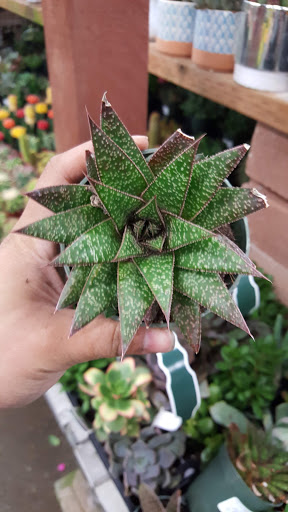 Hardware Store «Orchard Supply Hardware», reviews and photos, 2245 Gellert Blvd, South San Francisco, CA 94080, USA