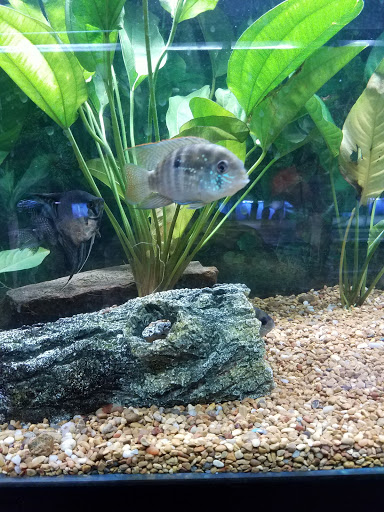 Pet Store «Fins Feathers Paws & Claws», reviews and photos, 436 Main St, Harleysville, PA 19438, USA