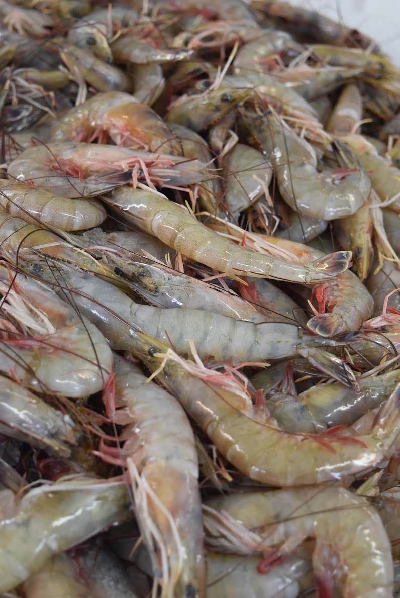 Galveston Shrimp Company