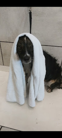 Pet Supplies Plus Bailey Boswell - Photo 7 - Car repair in Fort Worth, TX, Fort Worth