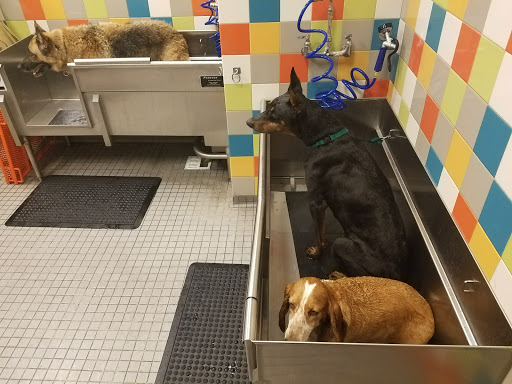 Pet Supply Store «Unleashed by Petco», reviews and photos, 1572 Foothill Blvd, La Verne, CA 91750, USA