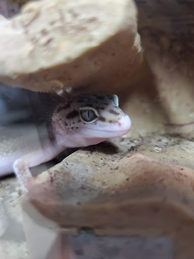 Tropical Fish Store «D-N-D Aquariums & Pet Shop», reviews and photos, 1016 S Armstrong Ave # 103, Denison, TX 75020, USA