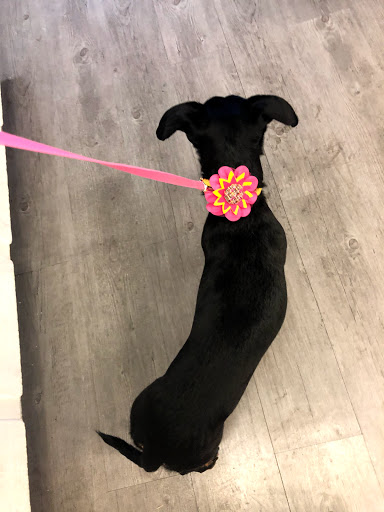 Pet Supply Store «Sonoma Pet and Aquatics», reviews and photos, 201 W Napa St #7, Sonoma, CA 95476, USA