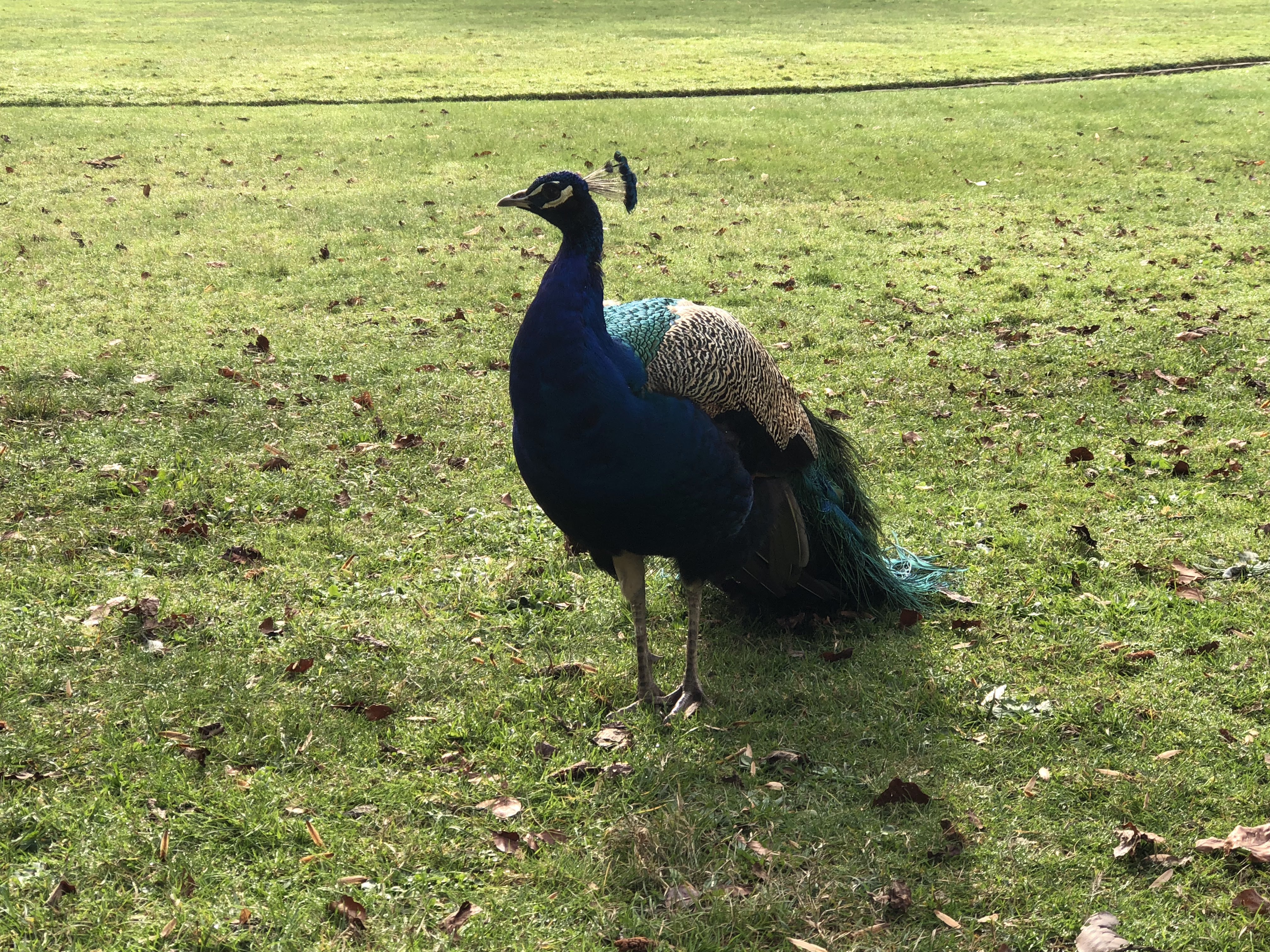 Photo n° 37 de l'avis de Philippe.a fait le 18/12/2018 à 14:27