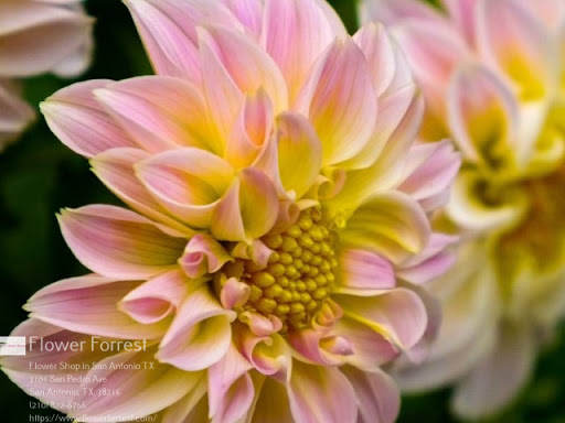 Florist «Flower Forrest», reviews and photos, 7101 San Pedro Ave, San Antonio, TX 78216, USA