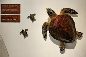 Innia-Lara Turtle Museum and Educational Center image