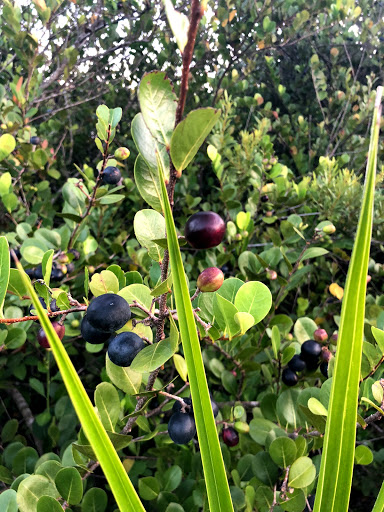 Park «Sabal Pines Park», reviews and photos, 5005 NW 39th Ave, Coconut Creek, FL 33073, USA