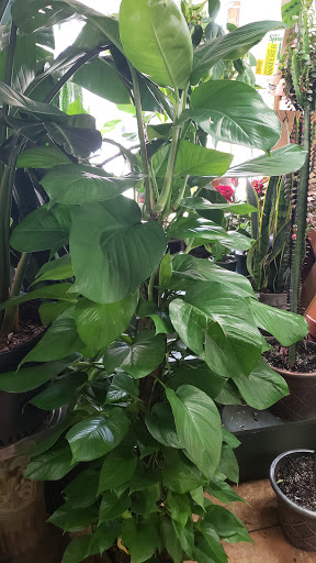 Florist «Bouquets and Baskets», reviews and photos, 548 Jersey Ave, Jersey City, NJ 07302, USA