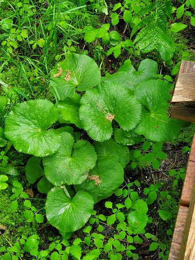 Nature Preserve «Eshqua Bog Natural Area», reviews and photos, Garvin Hill Rd, Woodstock, VT 05091, USA