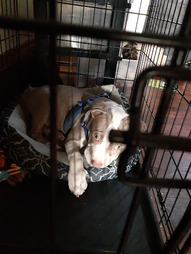 Pet Supply Store «Pet Supplies Plus», reviews and photos, 5300 N Port Washington Rd, Glendale, WI 53217, USA