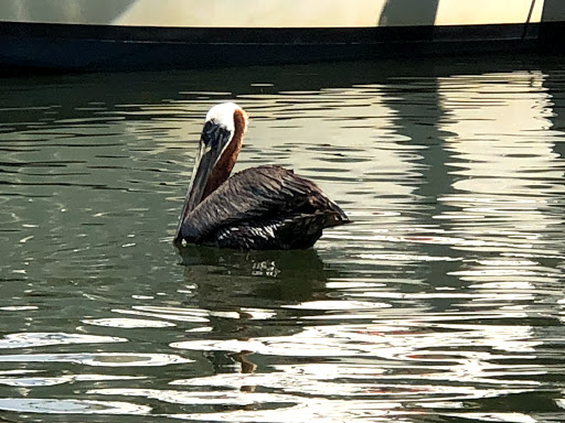 Cruise Agency «Biloxi Shrimping Trip», reviews and photos, 693 Beach Blvd, Biloxi, MS 39530, USA