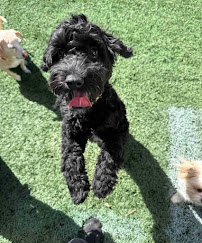 Paw Pals - Photo 3 - Car repair in Nanuet, NY, Yonkers