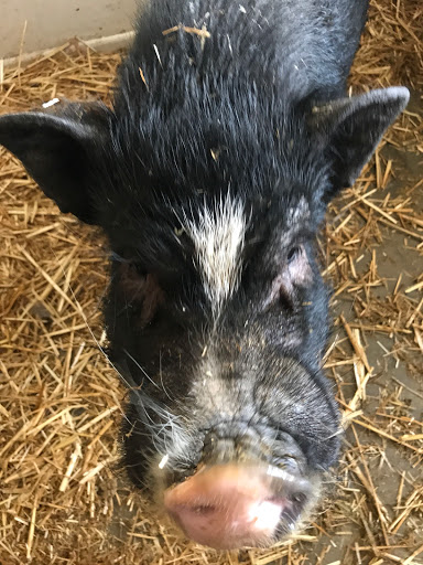 Animal Feed Store «Whittier Feed Store», reviews and photos, 12618 Penn St, Whittier, CA 90602, USA