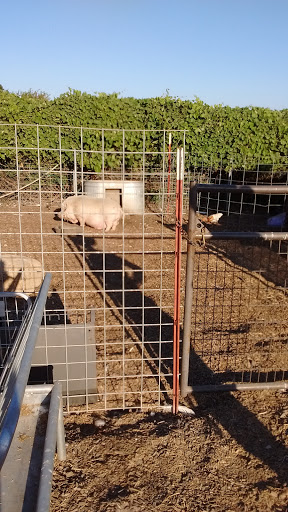 Pet Supply Store «Brentwood Feed & Pet Supply», reviews and photos, 2500 Walnut Blvd, Brentwood, CA 94513, USA