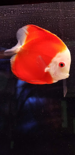 Pet Supply Store «Tropical Island Aquarium Fish Store Long Island», reviews and photos, 2112 Deer Park Ave, Deer Park, NY 11729, USA