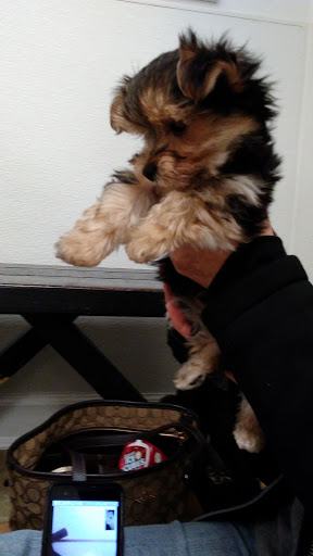 Pet Store «Puppy City», reviews and photos, 3343 Valley Pike, Winchester, VA 22602, USA