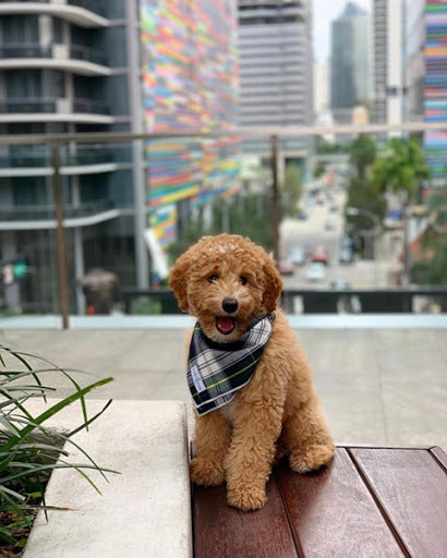 Pet Adoption Service «Petland Davie», reviews and photos, 11482 W State Rd 84, Davie, FL 33325, USA