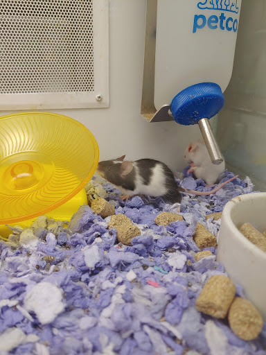 Pet Supply Store «Petco Animal Supplies», reviews and photos, 1049 S Willow St, Manchester, NH 03103, USA