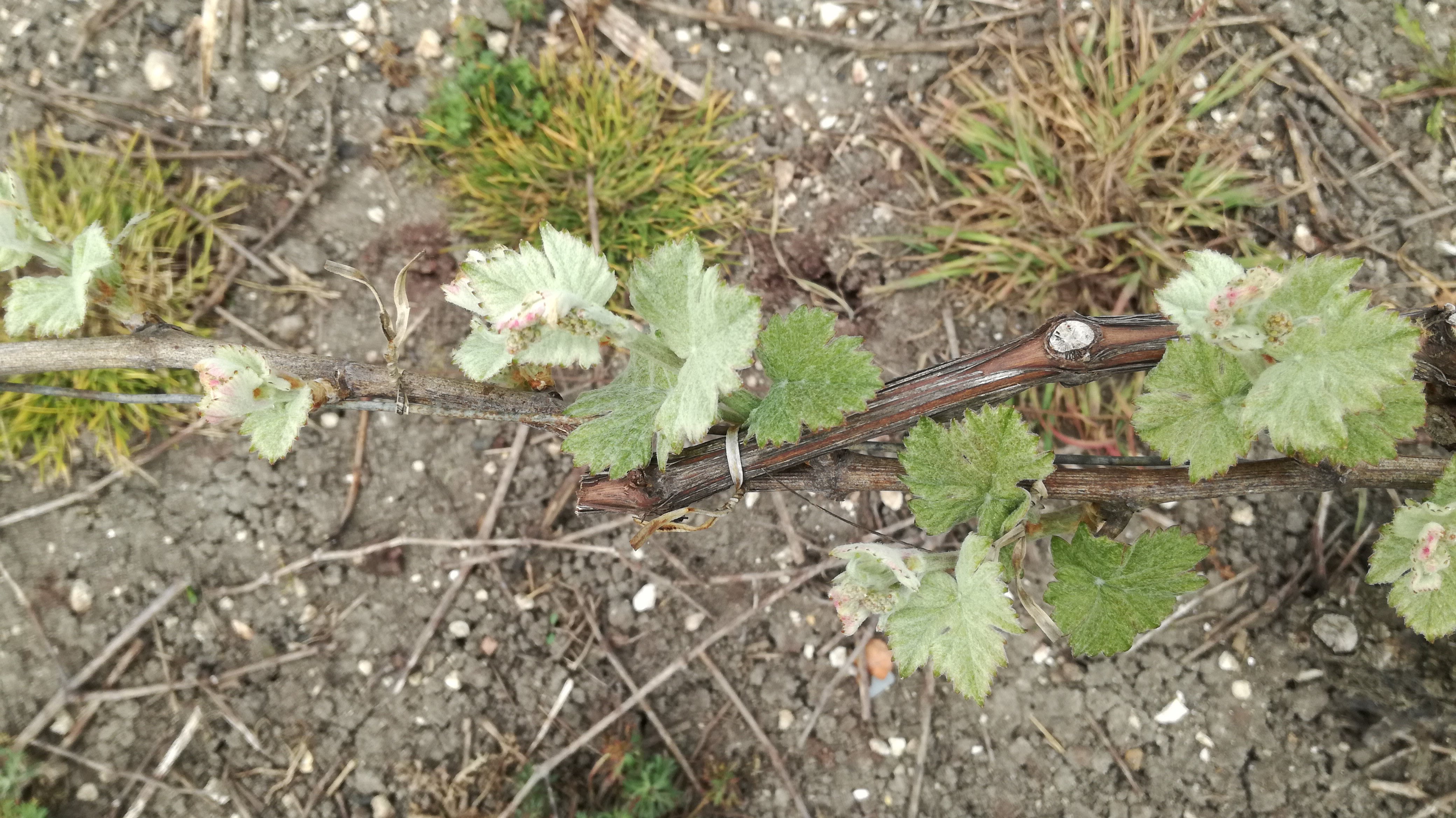 Photo n° 1 de l'avis de pierre.o fait le 26/04/2018 à 04:36