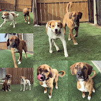 Meadowview Pet Resort - Photo 6 - Car repair in Niagara Falls, ON, Canada, Buffalo