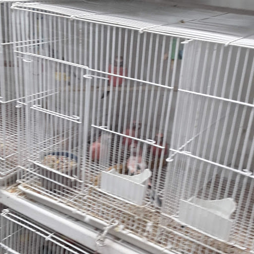 Pet Store «Pets Plus-Reptiles & Exotic», reviews and photos, 421 West Ave, Lockport, NY 14094, USA