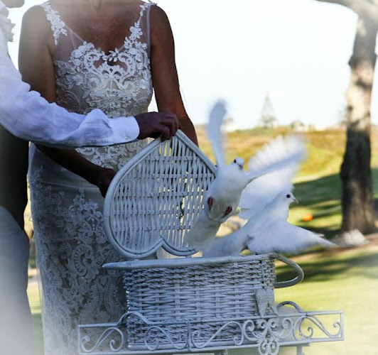 Doves Over The Bay (trained white dove release) - Event Planner
