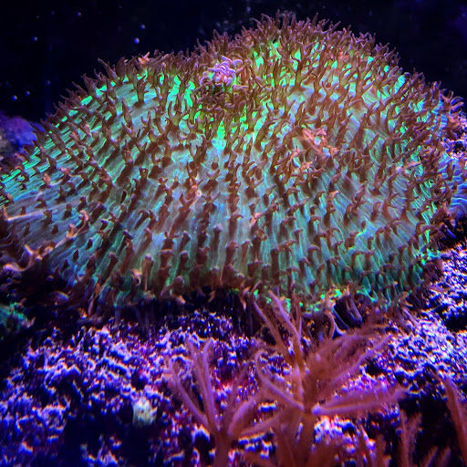 Tropical Fish Store «Hooked On Reefs», reviews and photos, 228 Hibiscus St #1, Jupiter, FL 33458, USA