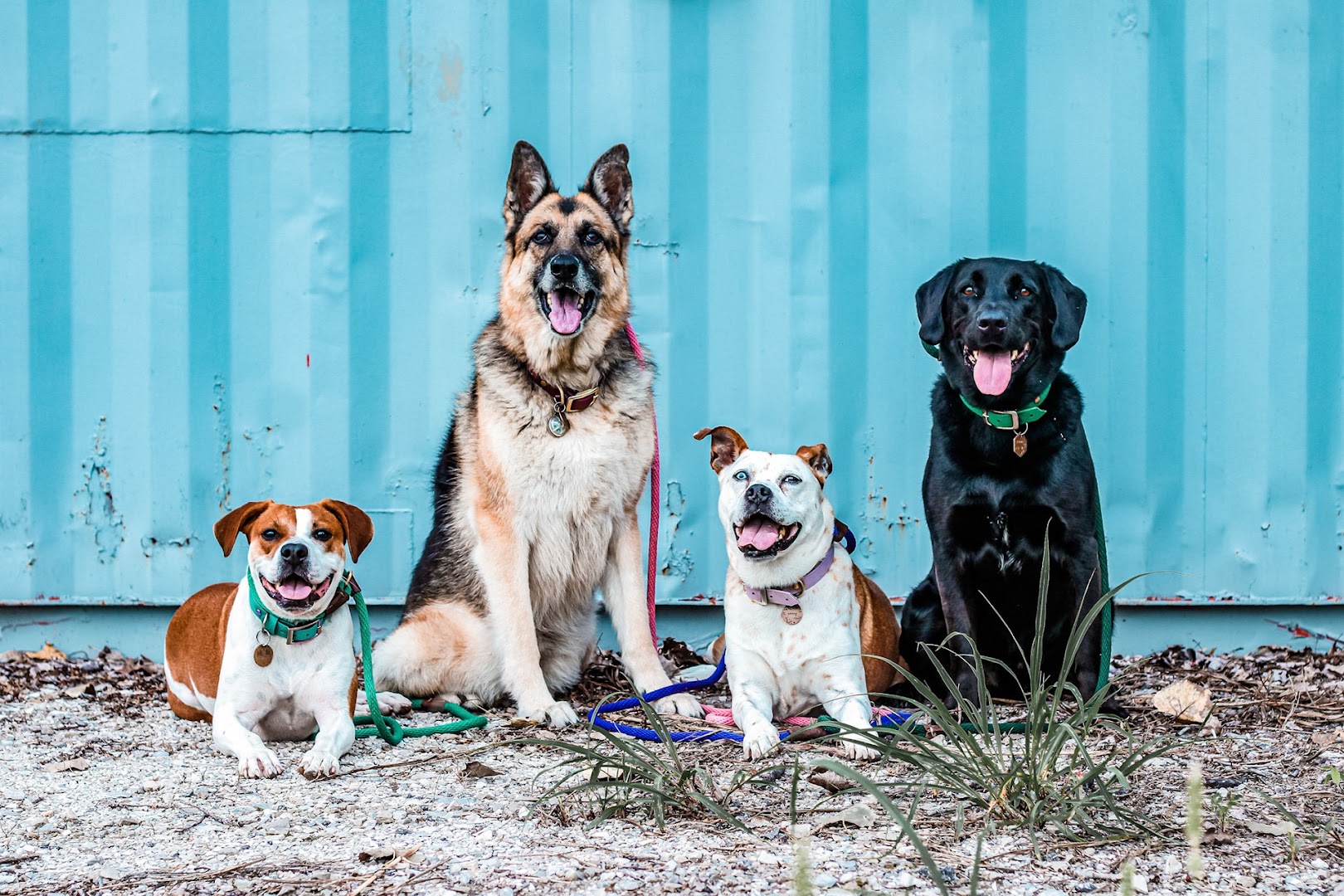 Good Dog Enrichment and Training