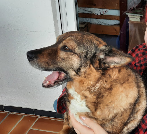 Tierarzt Krüger unter Backnang, 