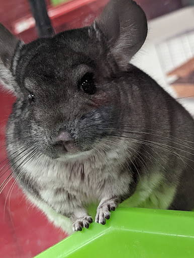 Pet Supply Store «Petco Animal Supplies», reviews and photos, 3012 Bridgepointe Pkwy, San Mateo, CA 94404, USA