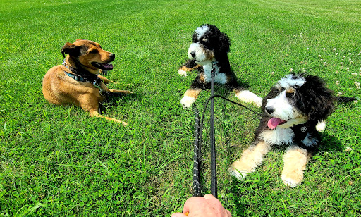 Pet Store «Pet Valu», reviews and photos, 30 E Ridge Pike, Conshohocken, PA 19428, USA