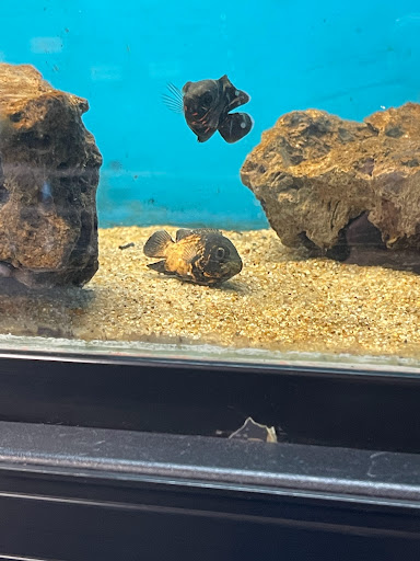 Pet Store «Super Pets», reviews and photos, 9403 E Las Tunas Dr, Temple City, CA 91780, USA