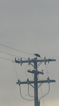 Legacy Pest Control - Photo 7 - Car repair in Salt Lake City, UT, Salt Lake City