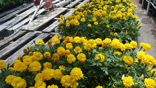 Produce Market «Maiers Homestead Farm Market», reviews and photos, 5672 E Avon Lima Rd, Avon, NY 14414, USA