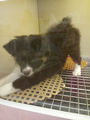 Pet Store «The Pet Pad», reviews and photos, 1239 NW Maynard Rd, Cary, NC 27513, USA