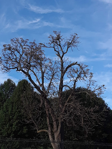 Live Music Venue «DAR Constitution Hall», reviews and photos, 1776 D St NW, Washington, DC 20006, USA