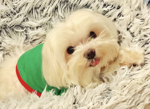 Pet Groomer «Splash and Dash Groomerie & Boutique», reviews and photos, 224 Peachtree East Shopping Center, Peachtree City, GA 30269, USA