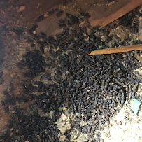 Main Street Pest Control - Photo 3 - Car repair in Mechanicsburg, PA, Harrisburg