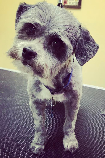 Pet Store «Healthy Pets Mountain West», reviews and photos, 2352 Fort Union Blvd, Cottonwood Heights, UT 84121, USA