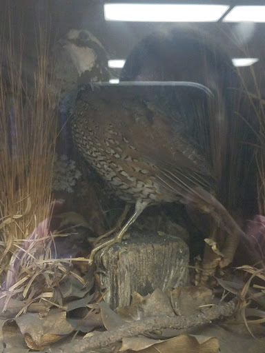 Non-Profit Organization «Dauset Trails Nature Center», reviews and photos, 360 Mt Vernon Church Rd, Jackson, GA 30233, USA