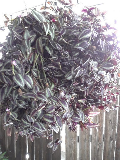 Florist «Skyway Creations», reviews and photos, 1407 S 8th St, Colorado Springs, CO 80905, USA