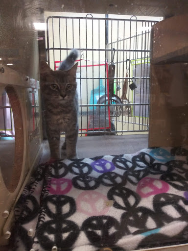 Pet Supply Store «PetSmart», reviews and photos, 849 E 23rd St, Panama City, FL 32405, USA