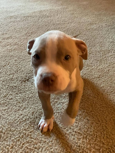 Pet Store «Tri-Creek Kennels», reviews and photos, 5641 US-129, Pendergrass, GA 30567, USA