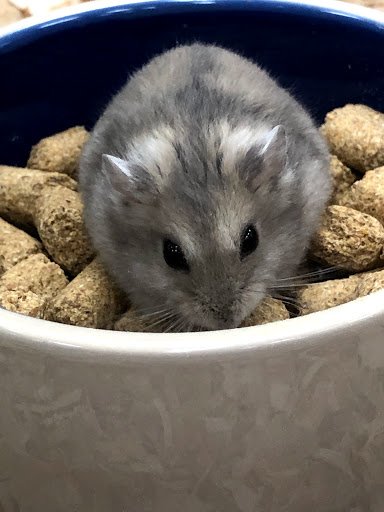 Pet Supply Store «Pet Supermarket», reviews and photos, 1080 Alafaya Trail, Oviedo, FL 32765, USA