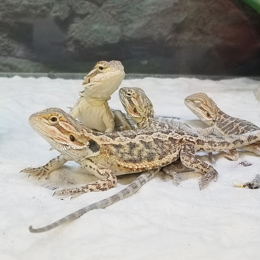 Pet Supply Store «Petco Animal Supplies», reviews and photos, 2365 NW Kings Blvd, Corvallis, OR 97330, USA