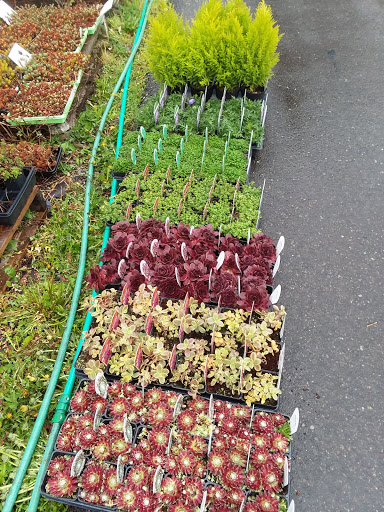 Florist «Orting Floral And Greenhouse», reviews and photos, 117 Eldredge Ave NW, Orting, WA 98360, USA