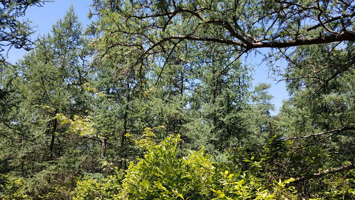 Nature Preserve «Tom S Cooperrider-Kent Bog State Nature Preserve», reviews and photos, 1028 Meloy Rd, Kent, OH 44240, USA